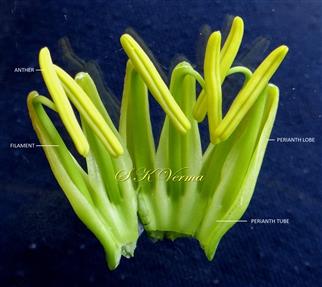  Perianth (opened) and Stamens